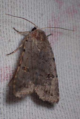 Caradrina sp.